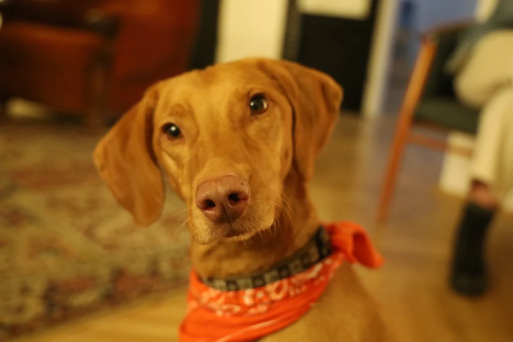 Vizslamentő alapítvány 01